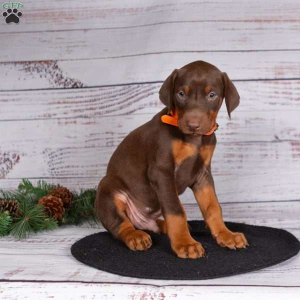 Journey, Doberman Pinscher Puppy